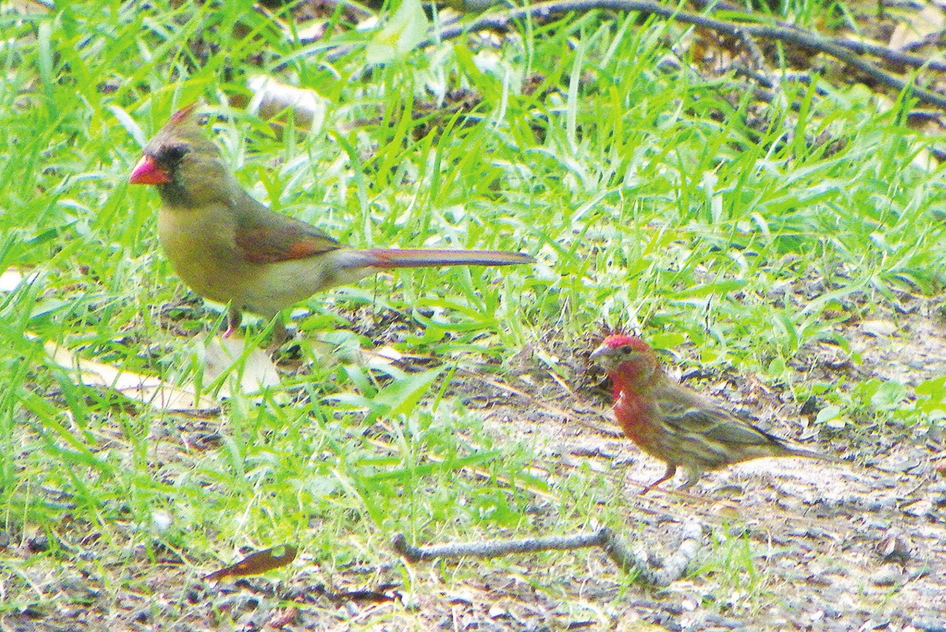 house-finches-make-their-home-in-louisiana-ruston-daily-leader