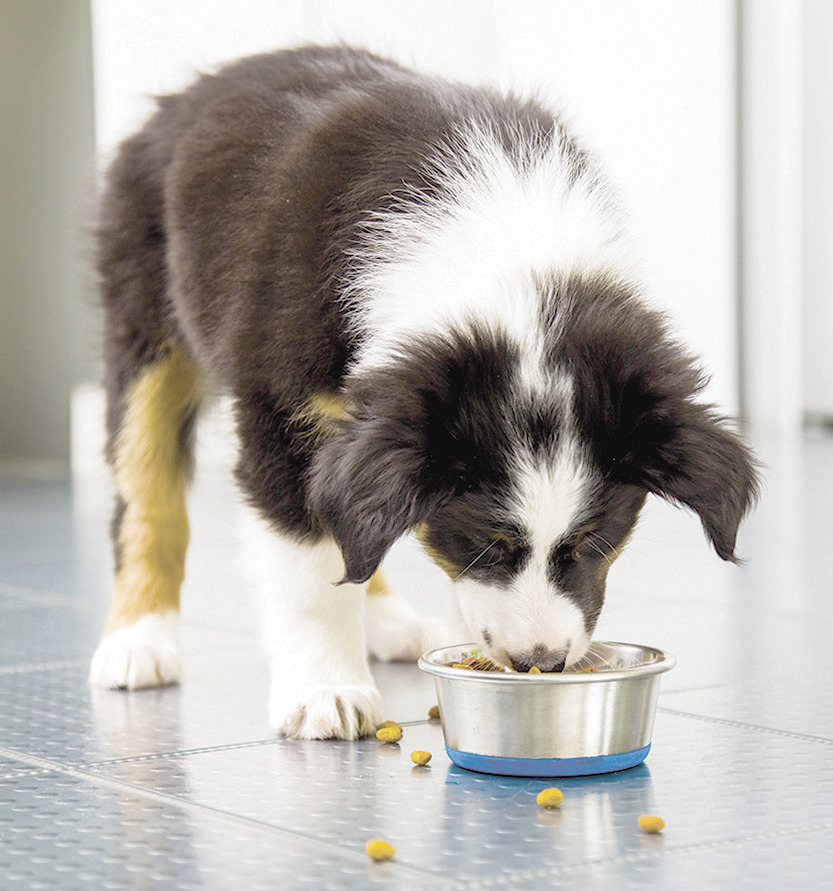 how-pet-parents-can-approach-excess-weight-gain-in-dogs-ruston-daily